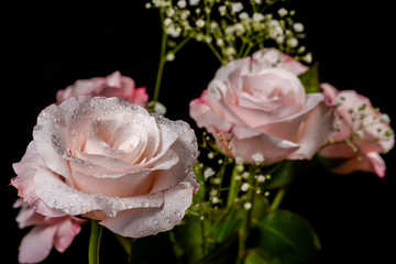 Pink flower 