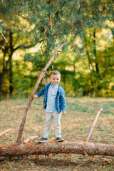 A child boy stands on a fallen tree trunk in autumn forest.
