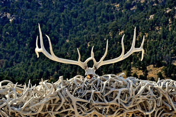 Pile of sun bleached antlers, Eastern Nevada 