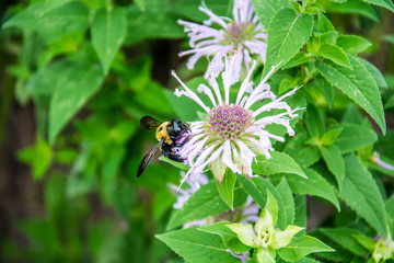 Eastern carpenter bee pollinating bee balm flower plant.