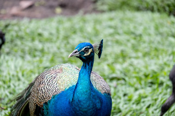 Close up view of a blue peafowl, a large and brightly coloured bird