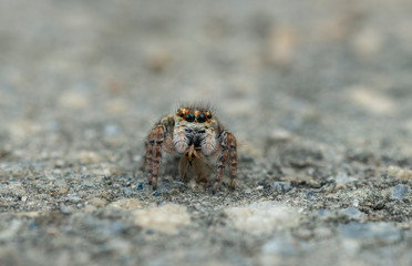 Jumping Spider seen at Dehradun,Uttarakhand,India