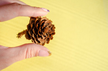 One brown autumn dry cone in female hand in sunlight, on yellow background with copyspace