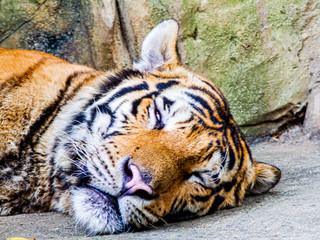 a siberian tiger sleeping calm