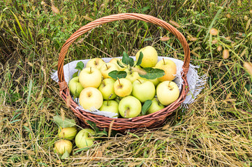 A basket with yellow ripe apples stands in the grass. Great natural background. Autumn, harvested...