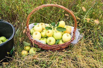 A basket with yellow ripe apples stands in the grass. Great natural background. Autumn, harvested apples.