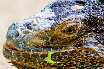 Iguana with a very colorful skin