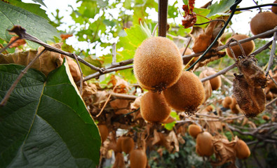 Kiwi Fruit Growing on Vine