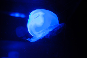 Naklejka na ściany i meble Medusa con luz azul