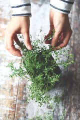 Selective focus. Women's hands are holding the branch of thyme in a pot. Fragrant herbs grow in a pot. Macro.