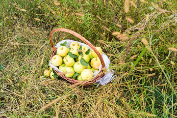 A basket with yellow ripe apples stands in the grass. Great natural background. Autumn, harvested apples.