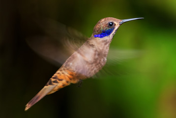 Fototapeta na wymiar Brown Violet-ear - Colibri delphinae, beautiful brown humming bird with violet ears from Andean slopes of South America, Wild Sumaco, Ecuador.