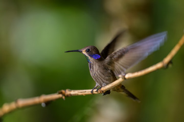 Brown Violet-ear - Colibri delphinae, beautiful brown humming bird with violet ears from Andean slopes of South America, Wild Sumaco, Ecuador.