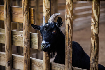 cabra saliendo entre barrotes de madera