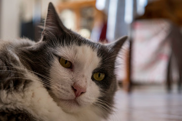 Portrait de chat