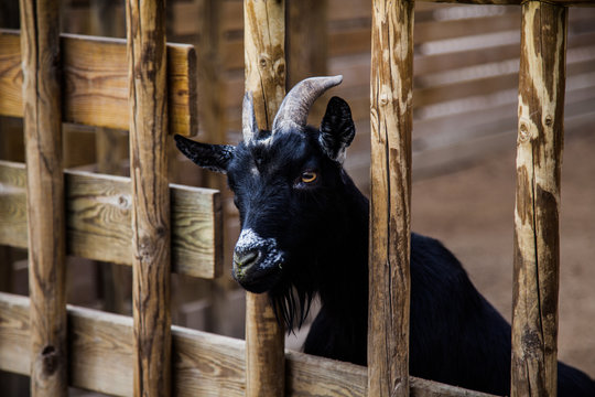 cabra saliendo entre barrotes de madera
