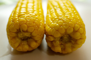 Boiled corn is an appetizing pod on a white plate.