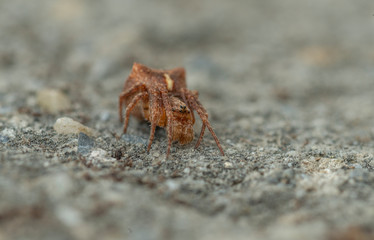 Brown Lynx Spider seen near Dehradun,Uttarakhand,India