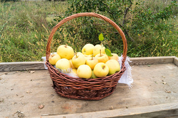 A basket with ripe yellow apples stands on a cart for transporting the crop. Apple orchard. Autumn, harvested apples.