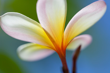 white and yellow frangipani flower