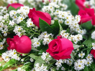 Closeup of luxury bouquet red roses with chamomile flower