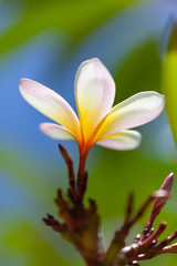 Naklejka premium white frangipani flower