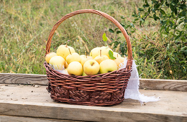 A basket with ripe yellow apples stands on a cart for transporting the crop. Apple orchard. Autumn, harvested apples.