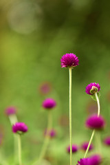 Purple amaranth flower green background