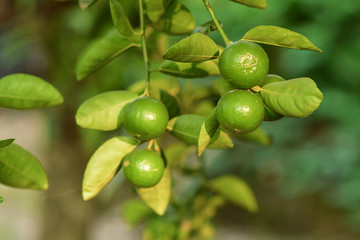 Limes grown in the garden have good produce and can be sold.