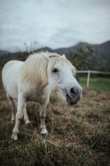 Obraz na płótnie Canvas White pony in field
