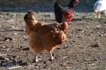 Gallinas pirocas