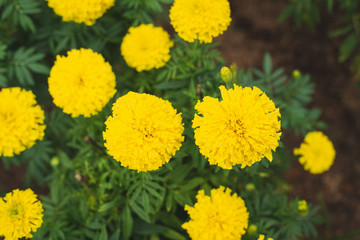 A large, bright, beautiful yellow glowing glue
