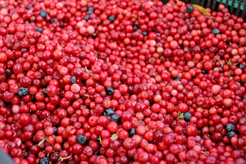 Red cranberries. Fresh organic fruits background. Cranberries pattern. 