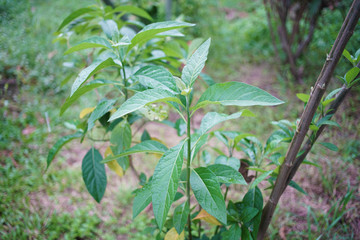 Rain drops on Gymnanthemum extensum leaves​ is a medicinal plant.