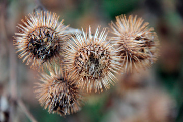 herbes s&eacute;ches