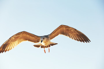 Larus argentatus. Silver gull in the sky. Bird flies