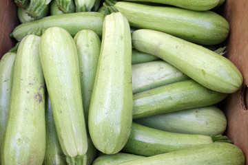 Zucchini. Fresh zucchini, green vegetables  courgette, summer squash. Organic green zucchini pattern. Vegetable background texture