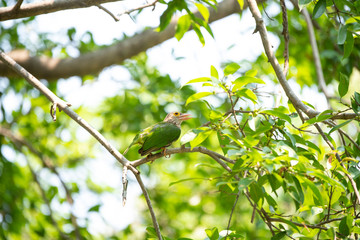 Lineated barbet