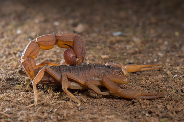 Red Scorpion seen at Thane,Maharashtra,India