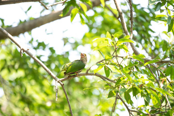 Lineated barbet