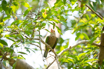 Lineated barbet