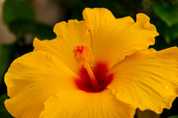 Fleur d'hibiscus