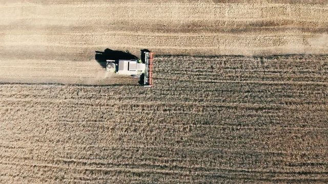Many combiners working on a crop field. Combine harvesters working.