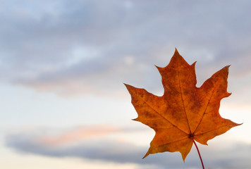 maple leaves on blue sky background