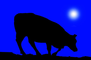 france,hautes pyrénées , troumouse, circus : cow