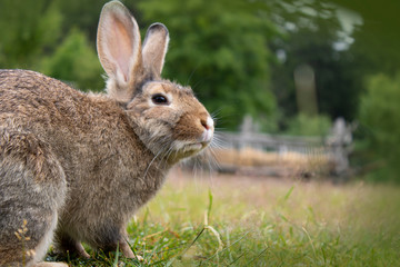 Brown hare in green grass from the side
