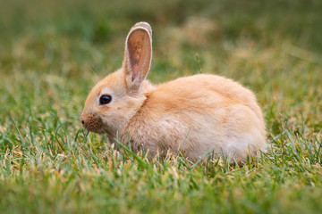 Young orange rabbit eating in fresh green grass