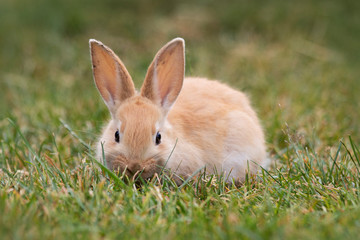 Small Easter bunny in warm sunshine in the garden hidden in high grass