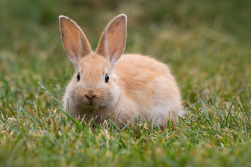 Naklejka na ściany i meble Baby rabbit hidden in lush green grass at Easter