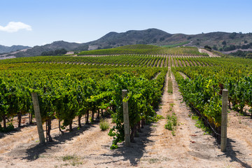 Rows of grapevines curve over hills into perspective